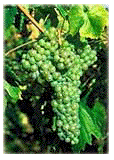 Zibibbo grapes.