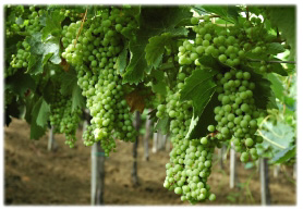 Inzolia grapes ready for harvesting.