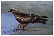 Bonelli's eagle.