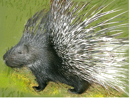Crested porcupine.