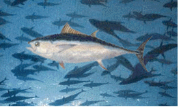 Bluefin tuna travel in schools toward Sicily.