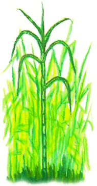 Sugar cane plant.