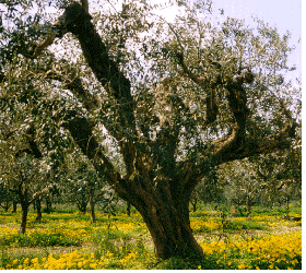 Olive tree in Madonie Mountains.