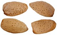 Sicilian almonds.
