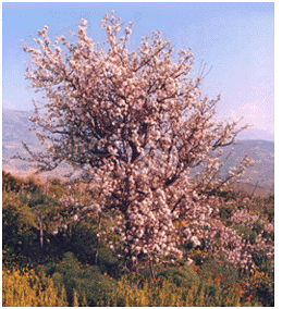 Almond tree in Sicily.