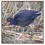 Purple swamp hen.