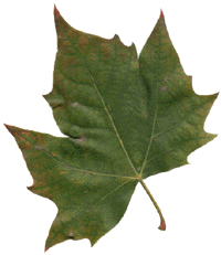 Plane tree leaf.