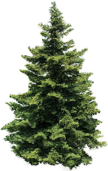 The Nebrodi Fir.