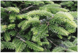 Branches and needles of the Nebrodi Fir.
