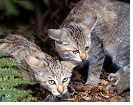 Two wild kittens.
