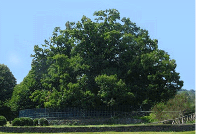 Oldest tree in Europe.