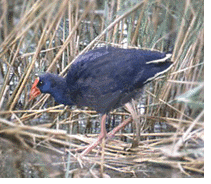 The purple swamp hen, Sicily's rarest marsh bird.