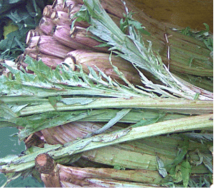 Freshly harvested cardoon stalks.