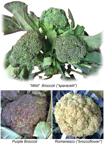 Sicilian broccoli varieties.