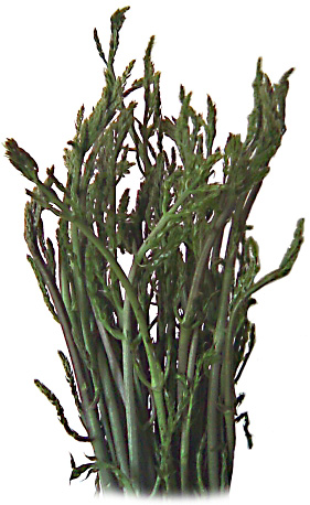 Wild Sicilian asparagus.