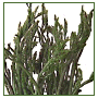 Asparagus! Asparagus!