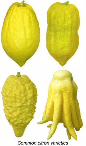 Citron in Sicily - Best of Sicily Magazine - Etrog