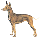 sicilian dog