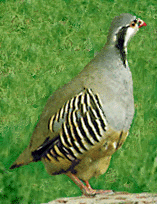 Rock partridge.