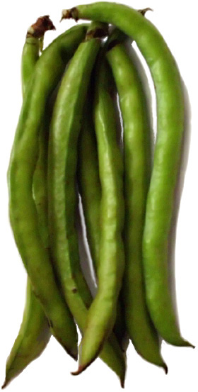 Fresh fava pods.