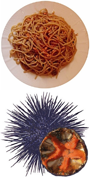 Pasta with urchin sauce, and a fresh urchin.