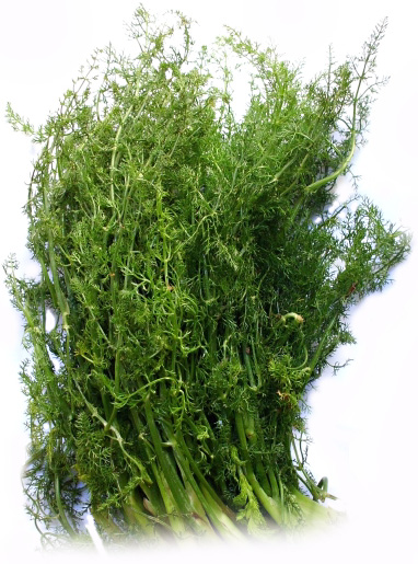 Mountain fennel.