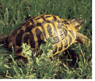 Hermann's Tortoise.