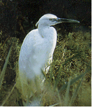 The little egret.