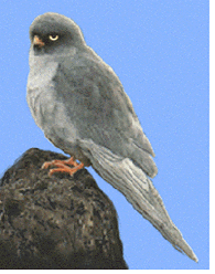 Young male red-foot.