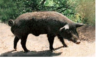 The Sicilian Black Swine.