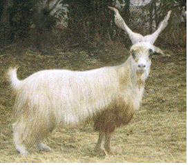 A happy Girgentana goat.