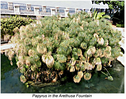 Papyrus in Arethusa's spring in Siracusa.