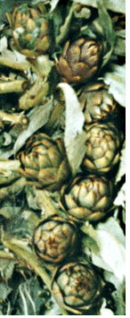 Thorny Sicilian artichokes.