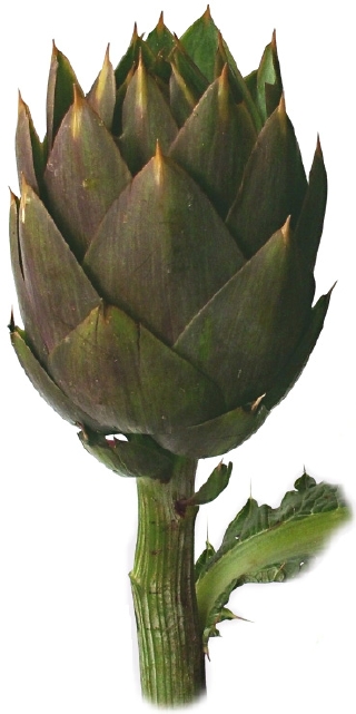 Thorny
Sicilian artichoke.