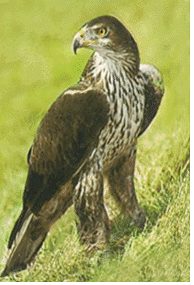 Bonelli's Eagle on foot.