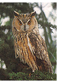 An owl in the Ficuzza reserve.